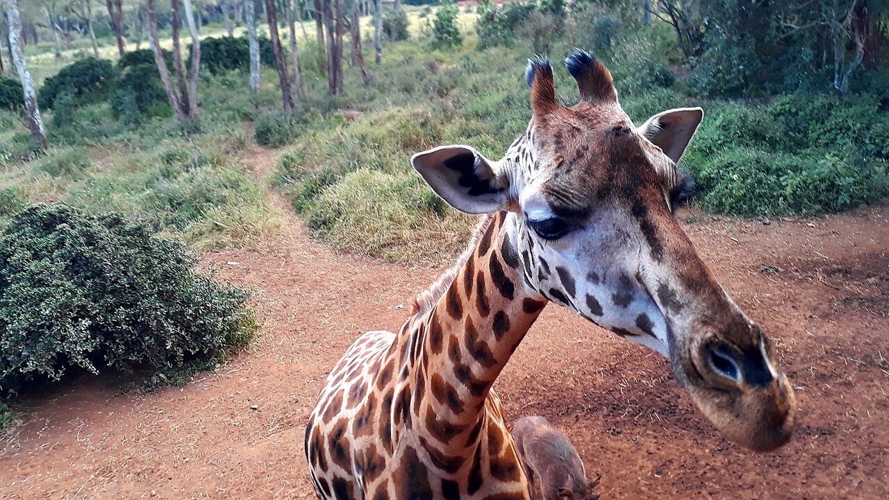 Centre des girafes de Nairobi : nourrir les girafes de Rothschild, tarif et horaires