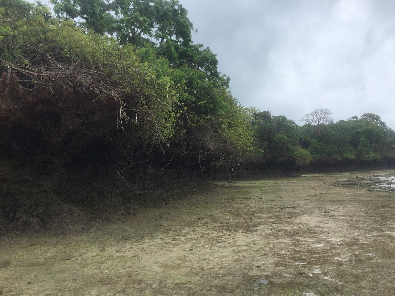Excursion à l'île de Wasini depuis Diani : dauphins, dhow et déjeuner de fruits de mer