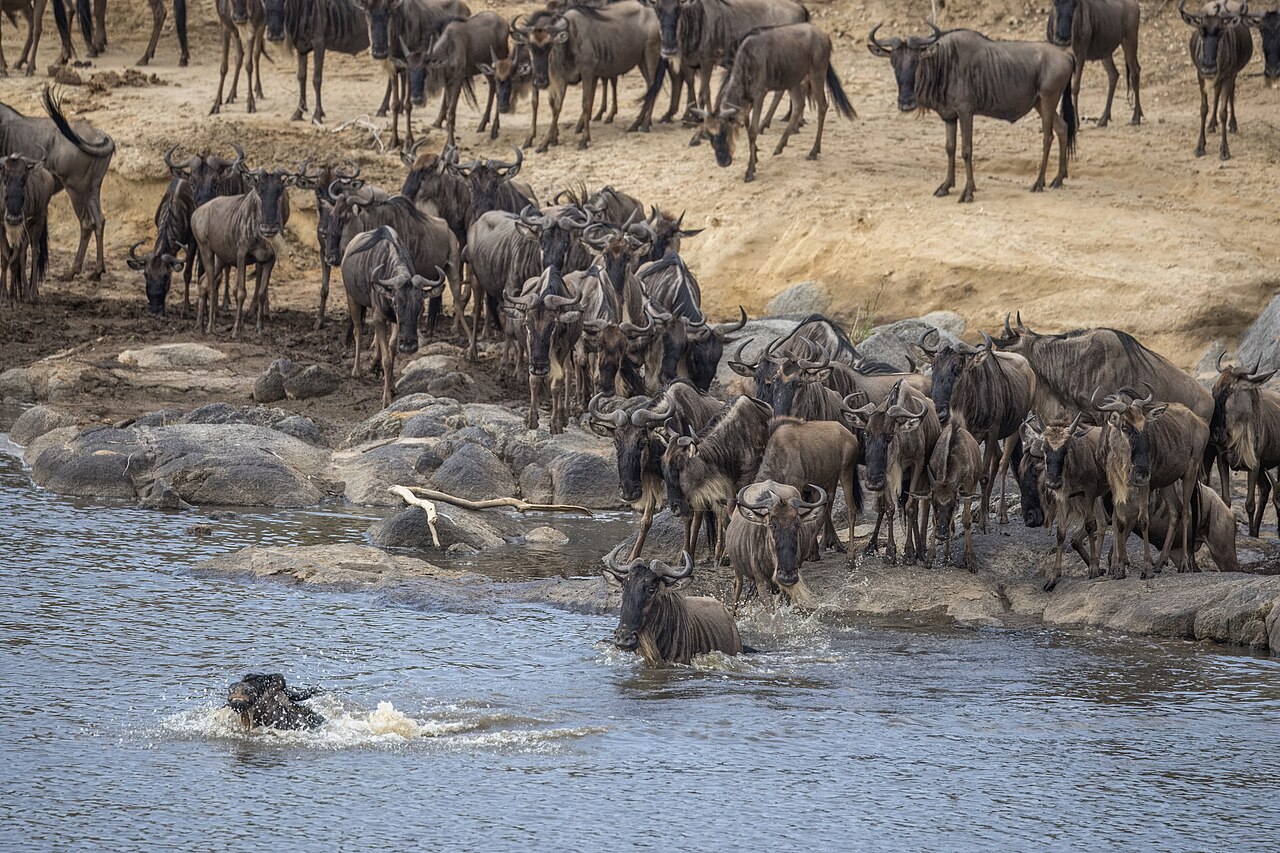 Grande migration des gnous au Kenya : dates, traversée de la Mara et où la voir